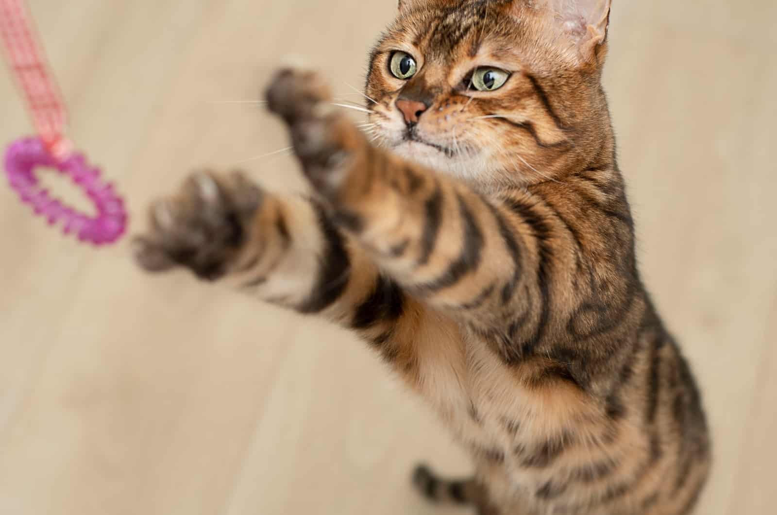 cat playing with Rubber Band