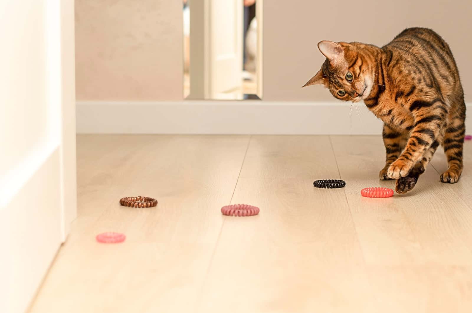 cat playing with Rubber Bands