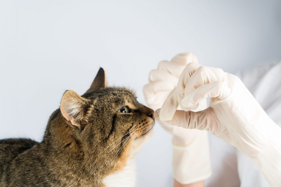 8-signs-of-infection-after-neutering-a-cat-spot-them-quickly