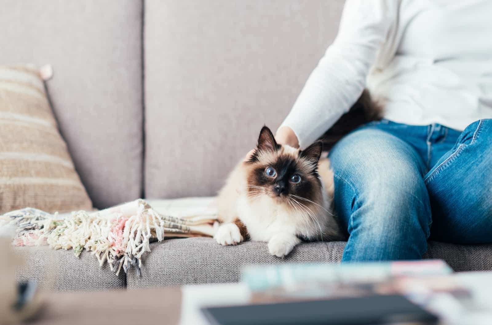 cat sitting by owner on sofa