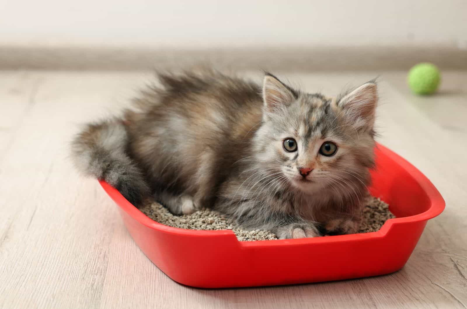cat sitting in red litter
