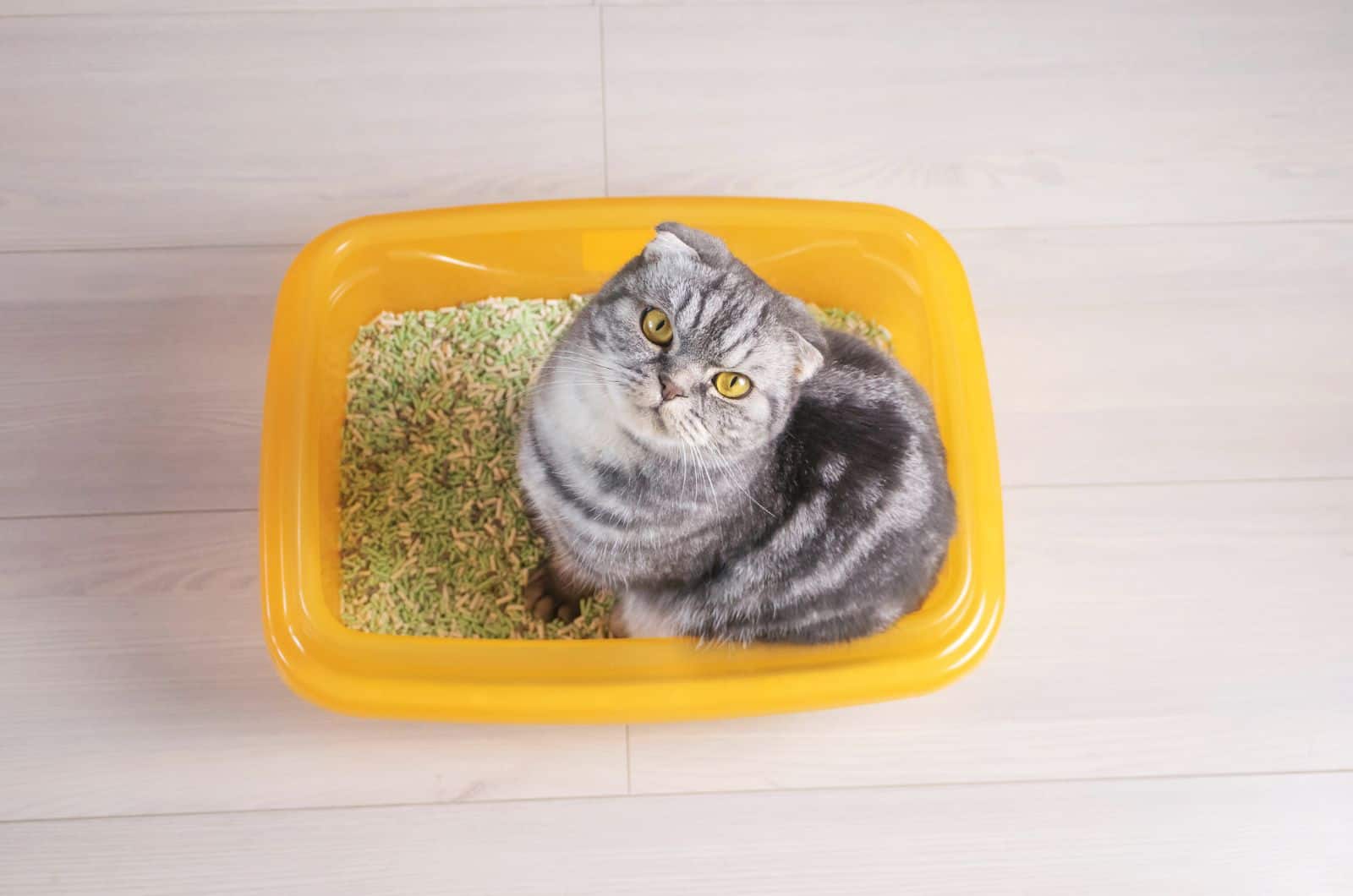 cat sitting in yellow litter