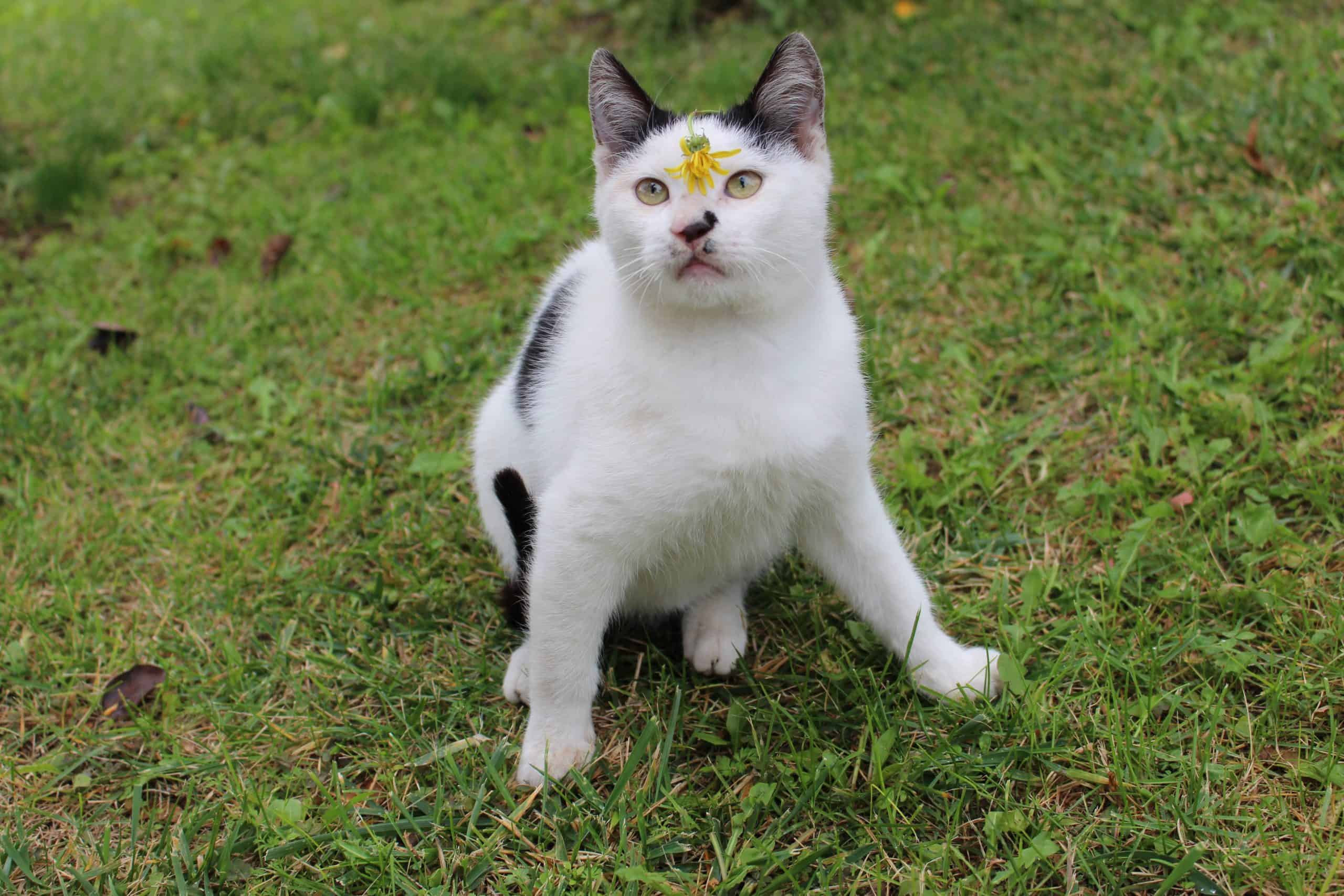 cat sitting on grass