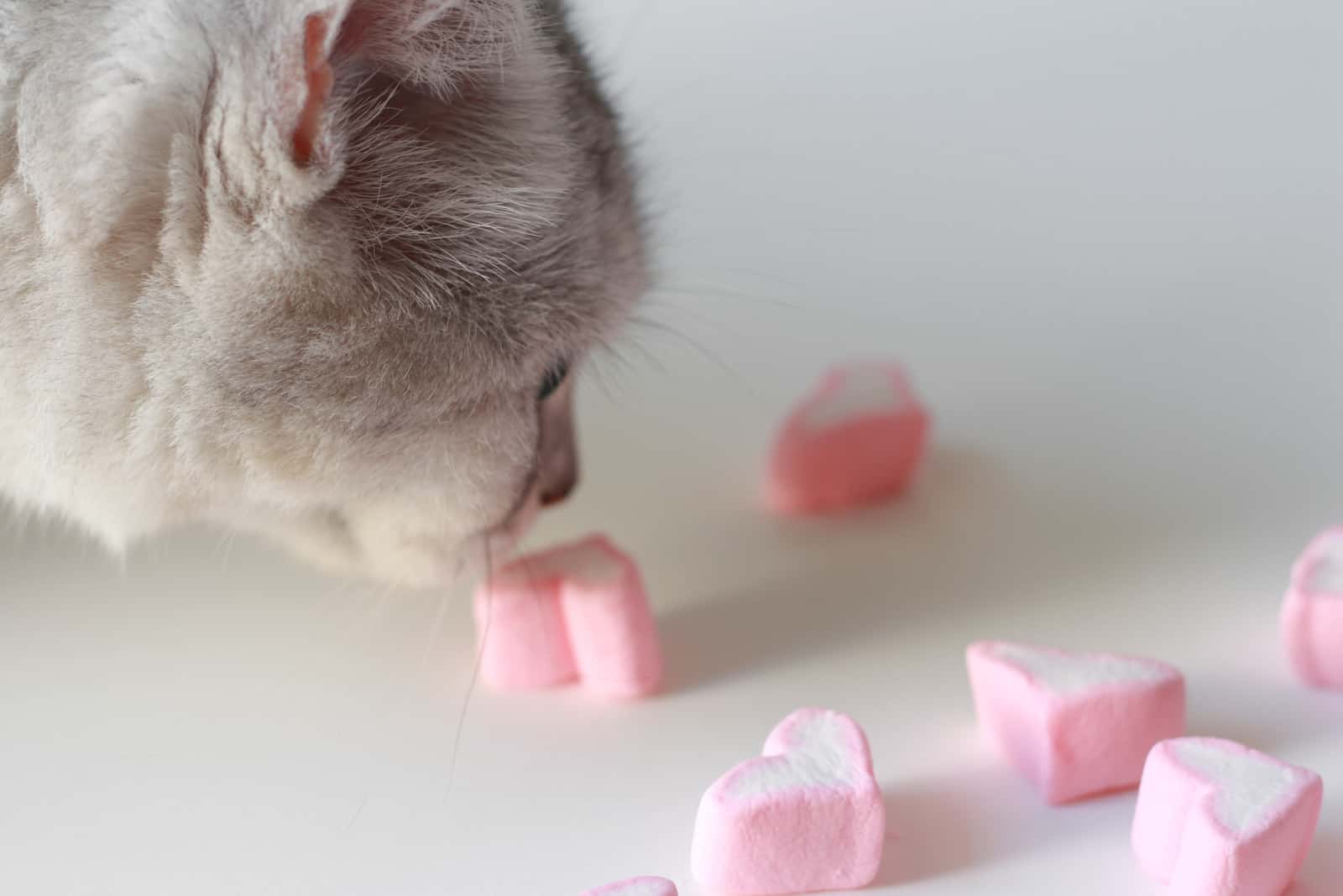 cat smelling candy