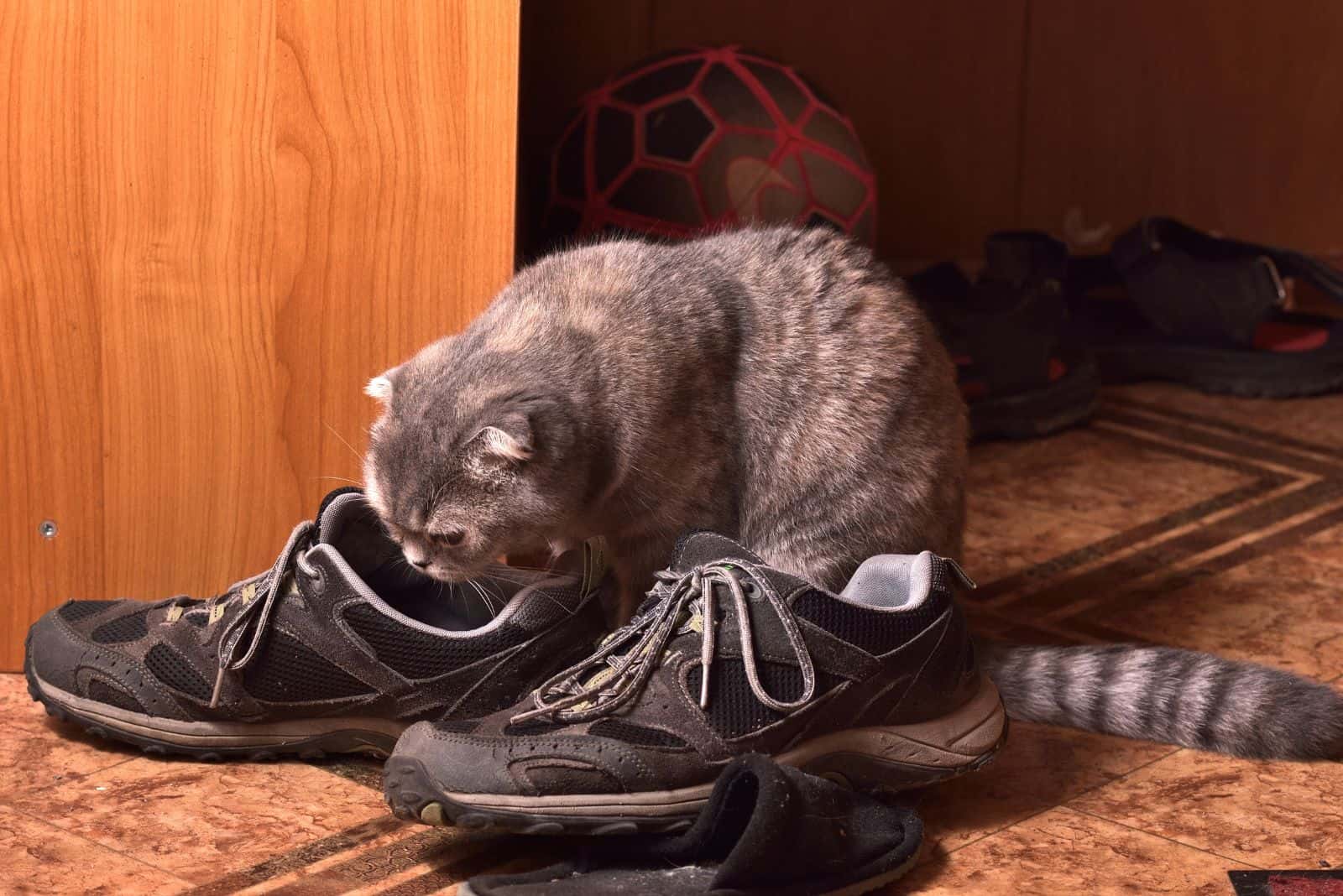cat sniffs the shoes