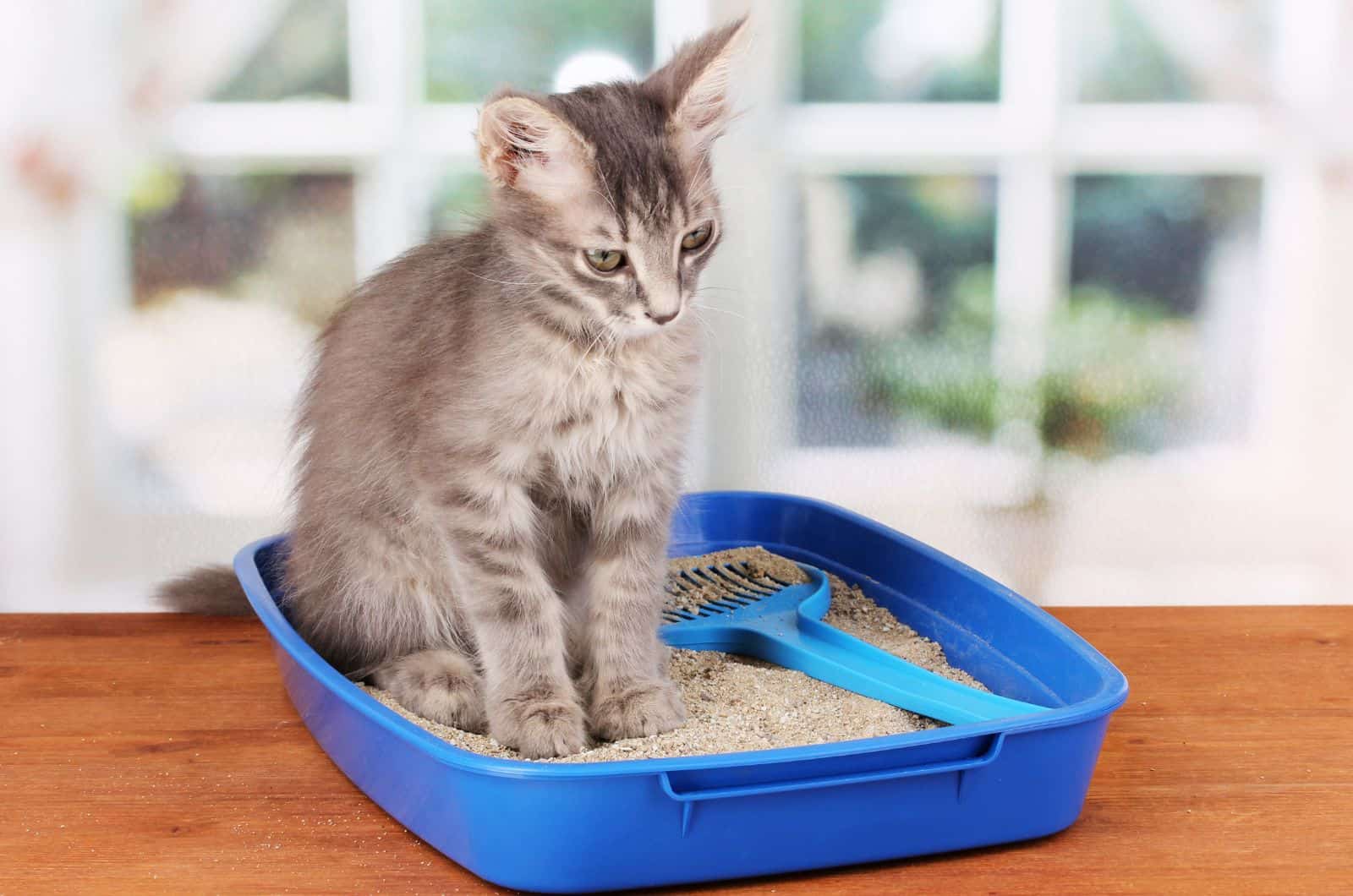 cat using her blue litter