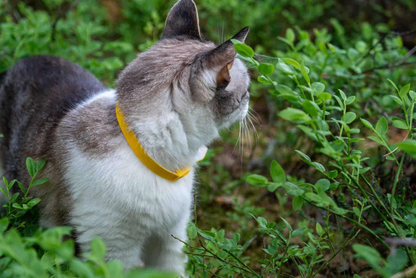 cat walking through grass while wearing a yellow flea collar