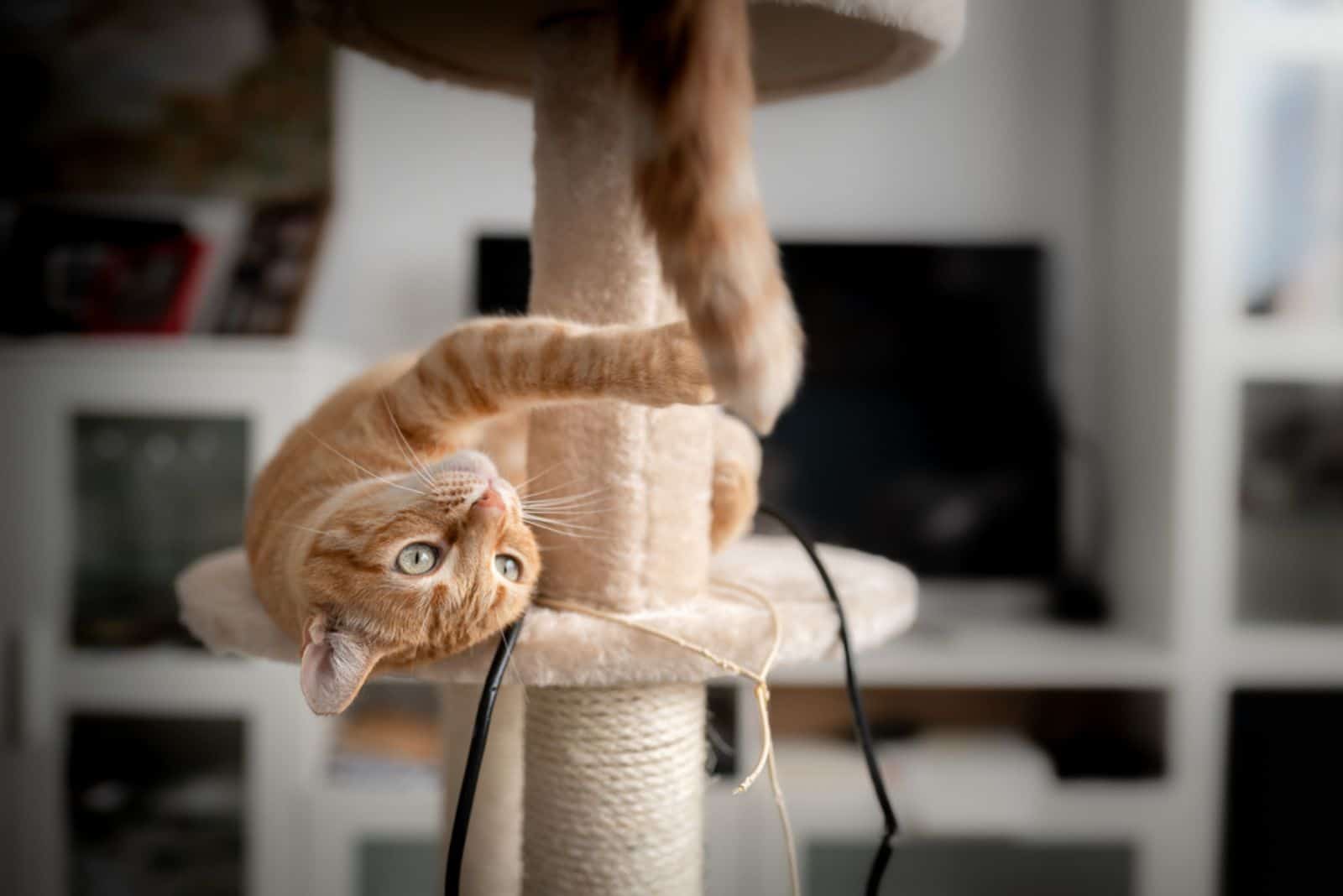 cat with green eyes lying on a scratching tower