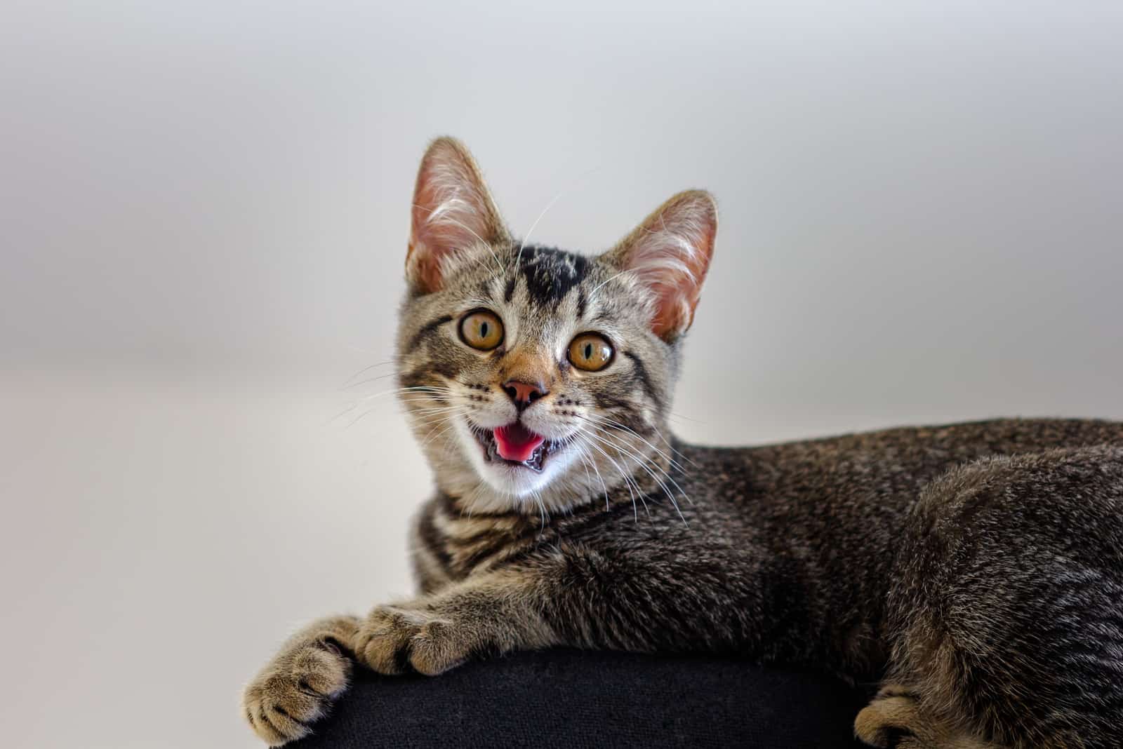 cat with open mouth looking at camera