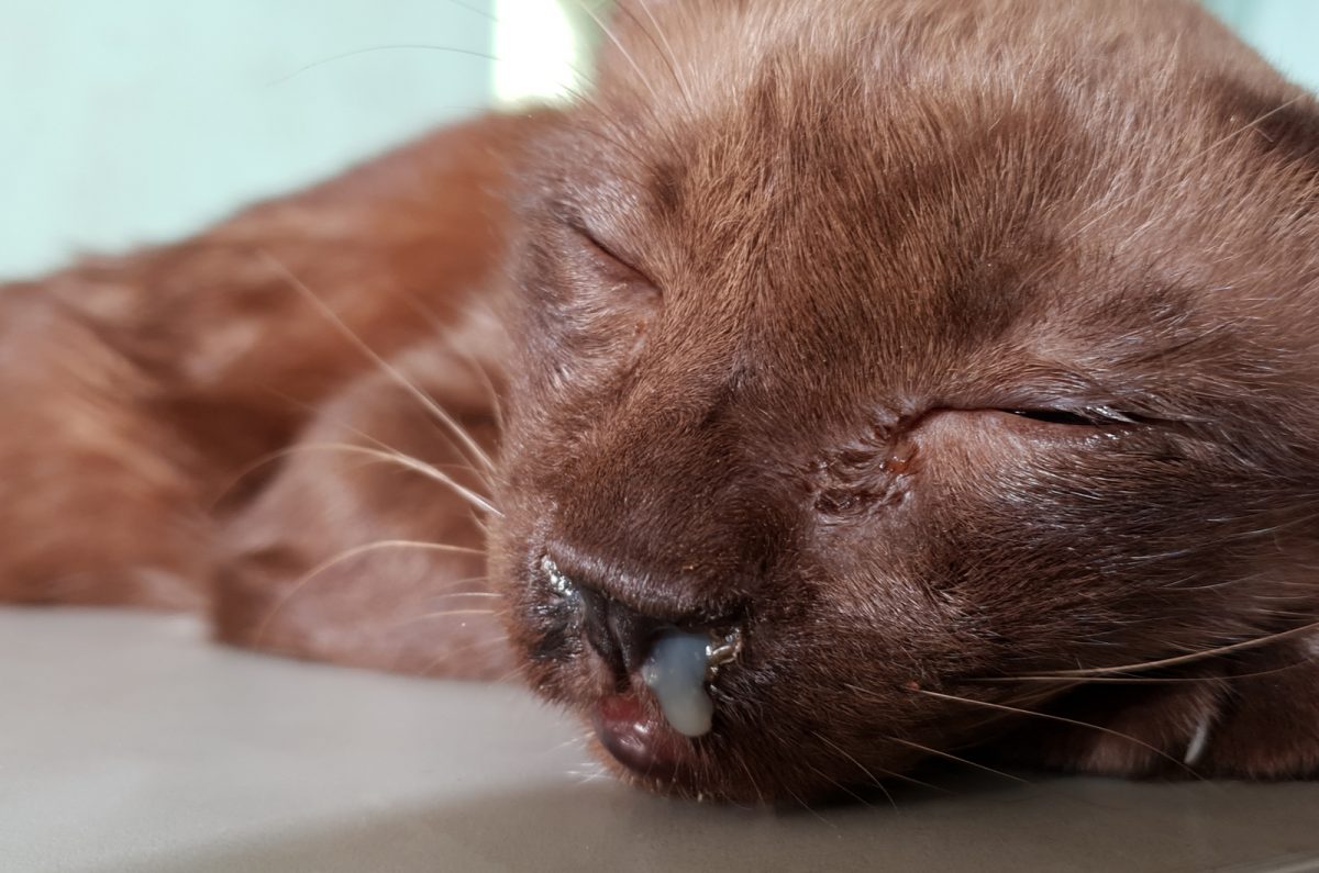 It's Funny But Why Do Cats Open Their Mouths When They Smell?