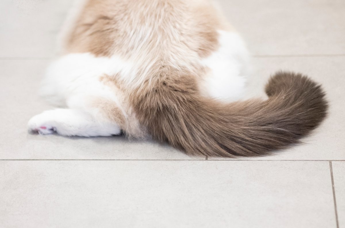 Why Do Cats Like Their Butt Scratched? Here Are 11 Reasons