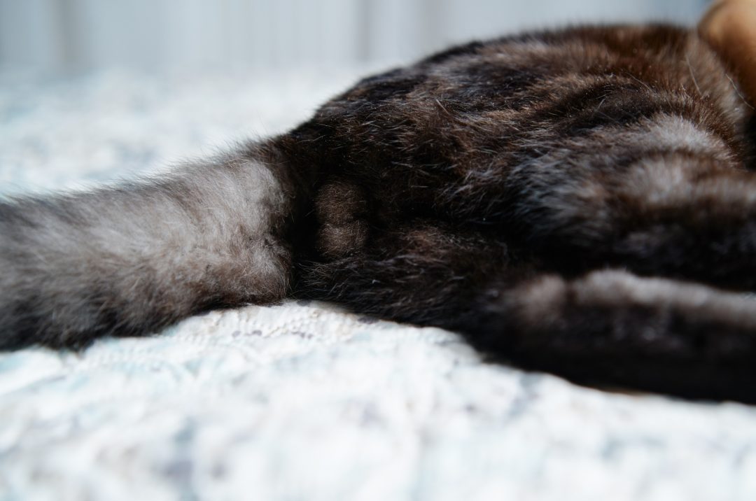 Why Do Cats Like Their Butt Scratched? Here Are 11 Reasons