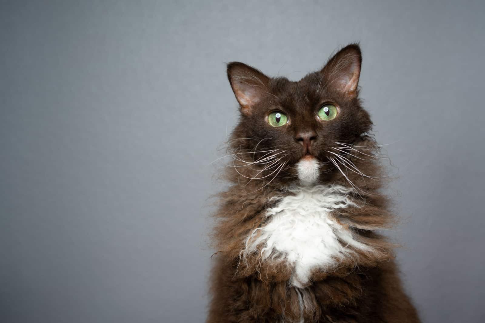 chocolate white brown LaPerm Cat with green eyes and curly longhair fur