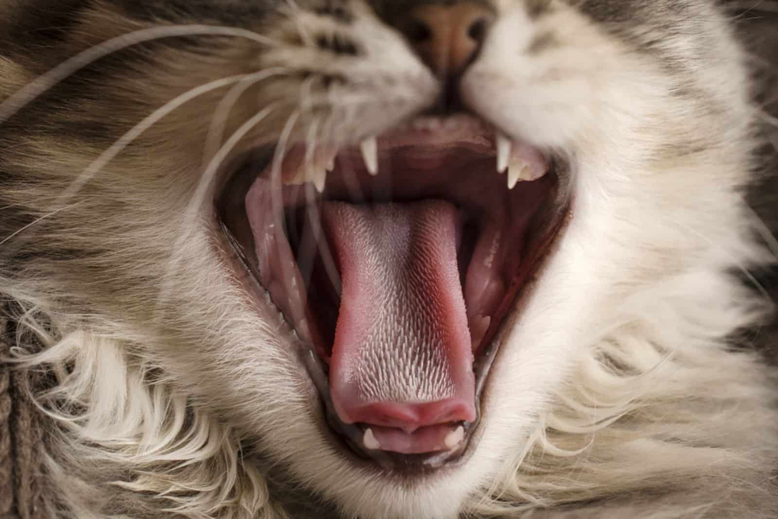 close up of cats interesting tongue