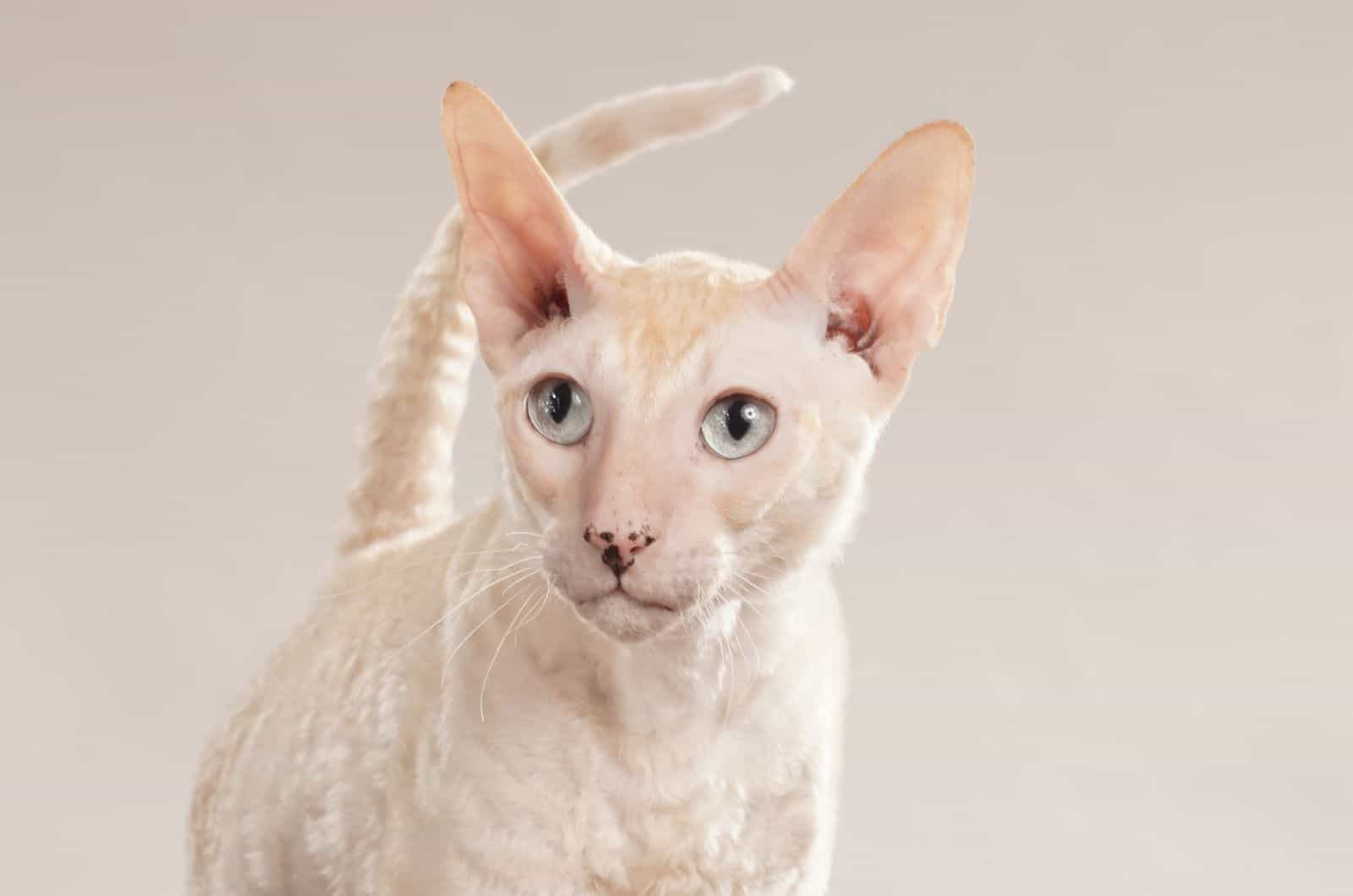 cream colored cat walks towards camera, breed cornish rex cat