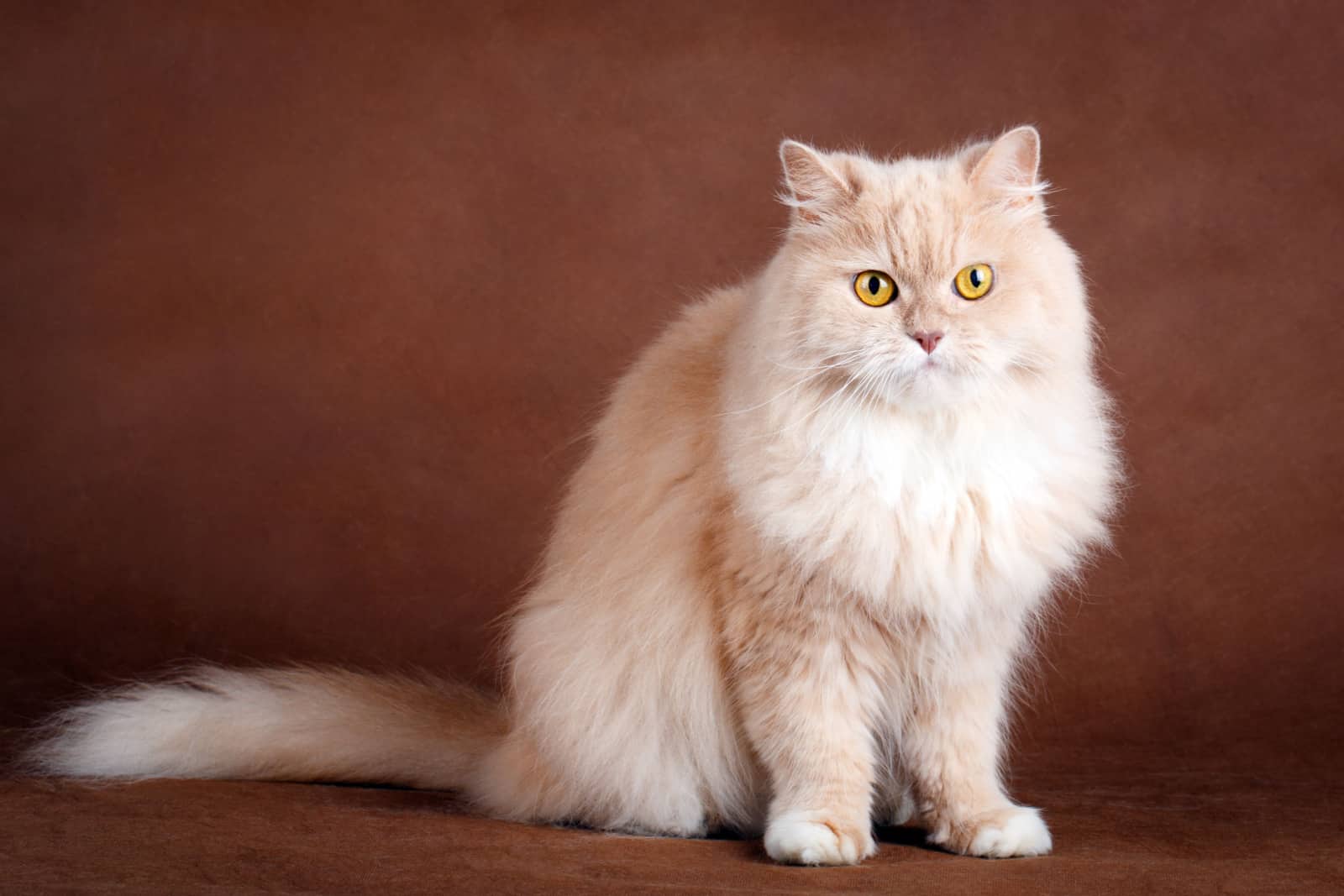 cream siberian cat portrait