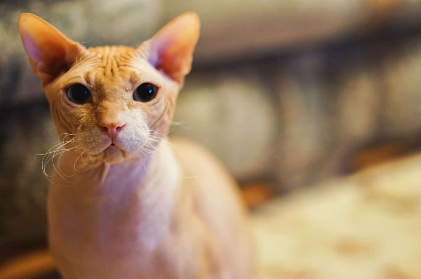 cream sphynx cat portrait