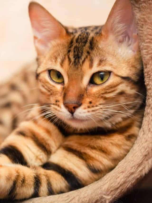 Bengal cat laying