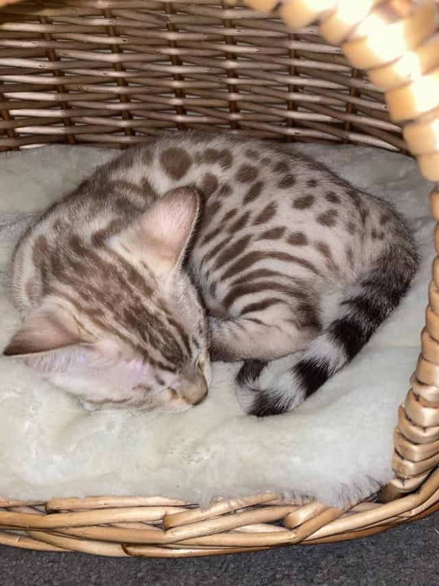 Snow Seal Mink Bengal Cat sleeping in her basket