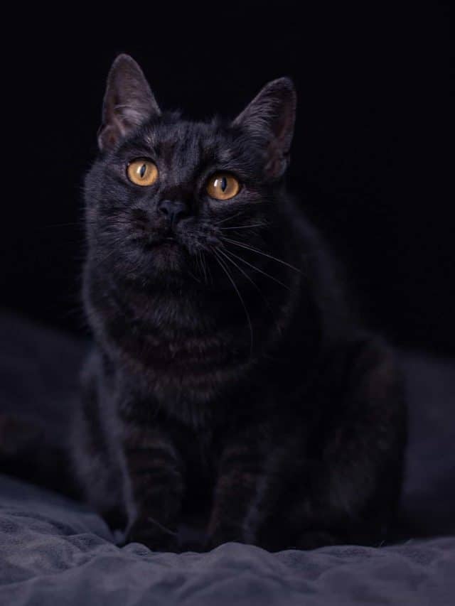 black tabby cat with yellow eyes
