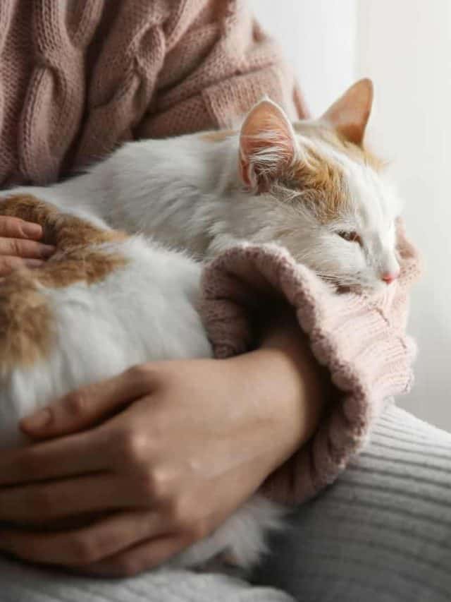 woman petting sleepy cat