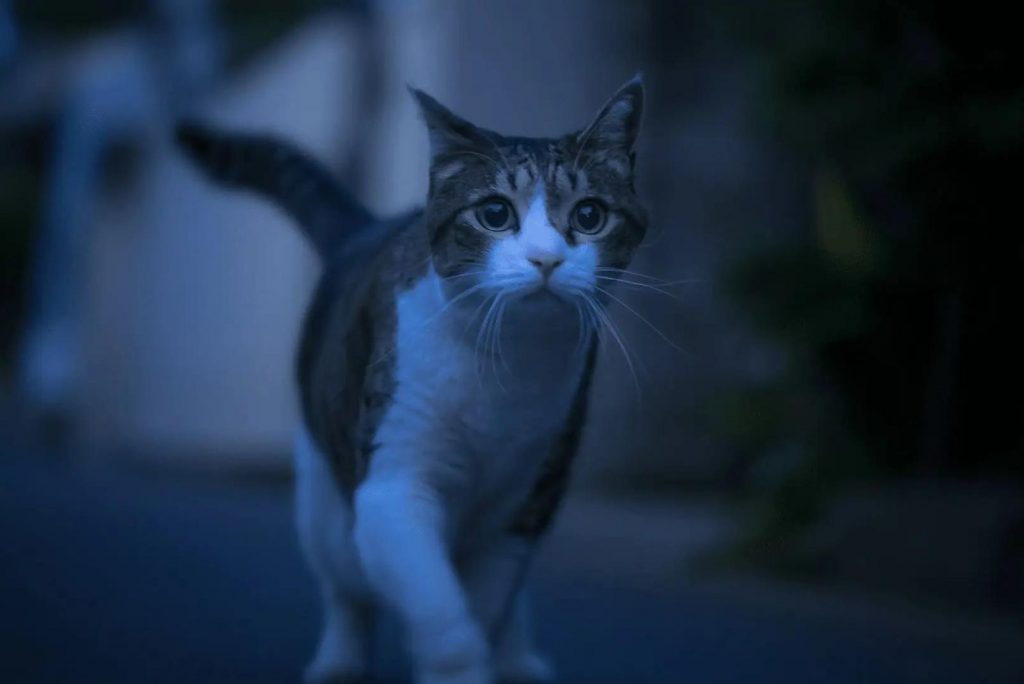Why Is A Cat Crying Outside At Night And How Can I Stop It?