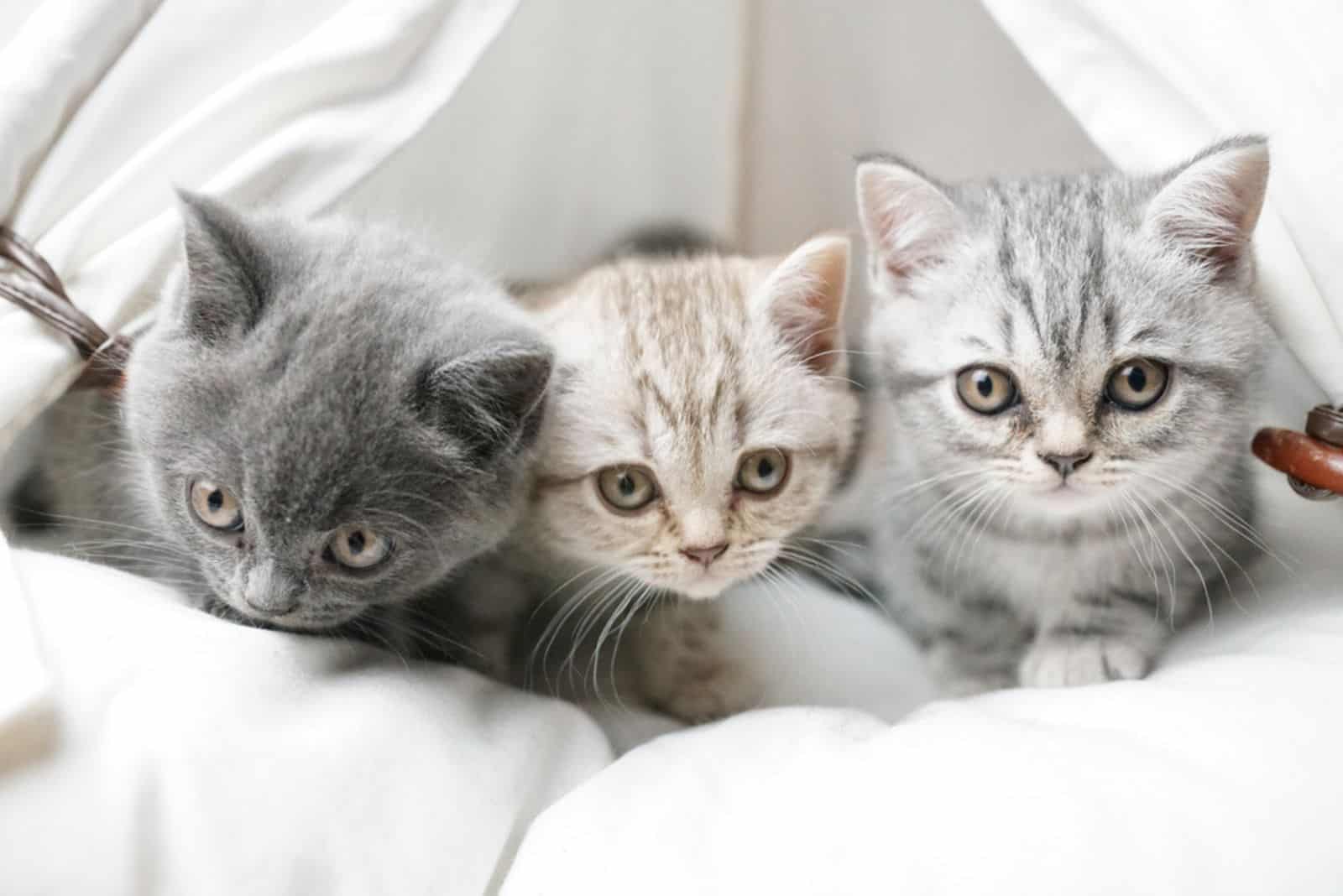 cute British Shorthair kittens