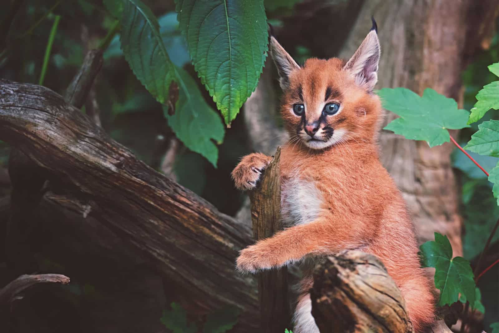 cute caracal cub climbing on a tree