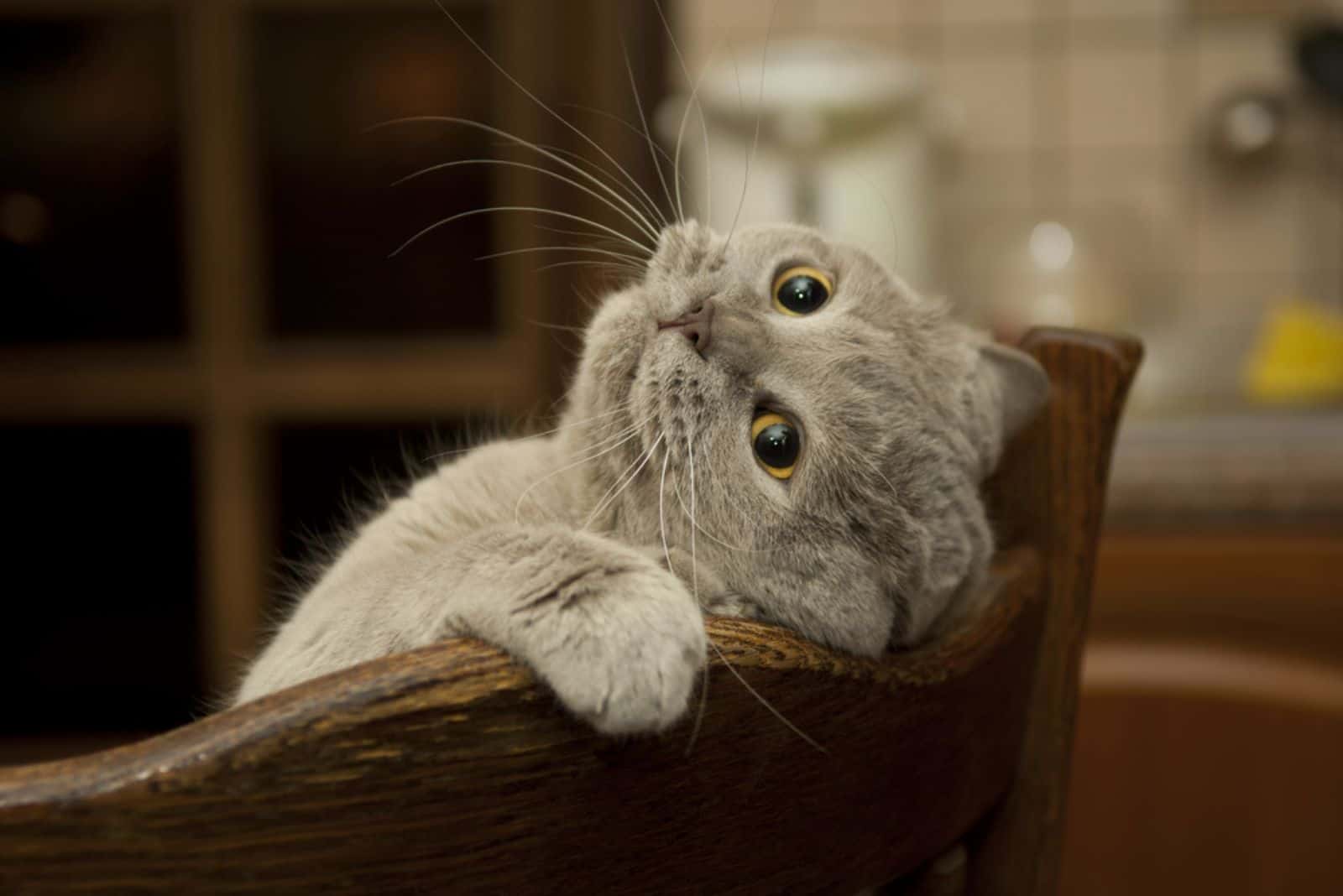 cute cat leaning on a chair