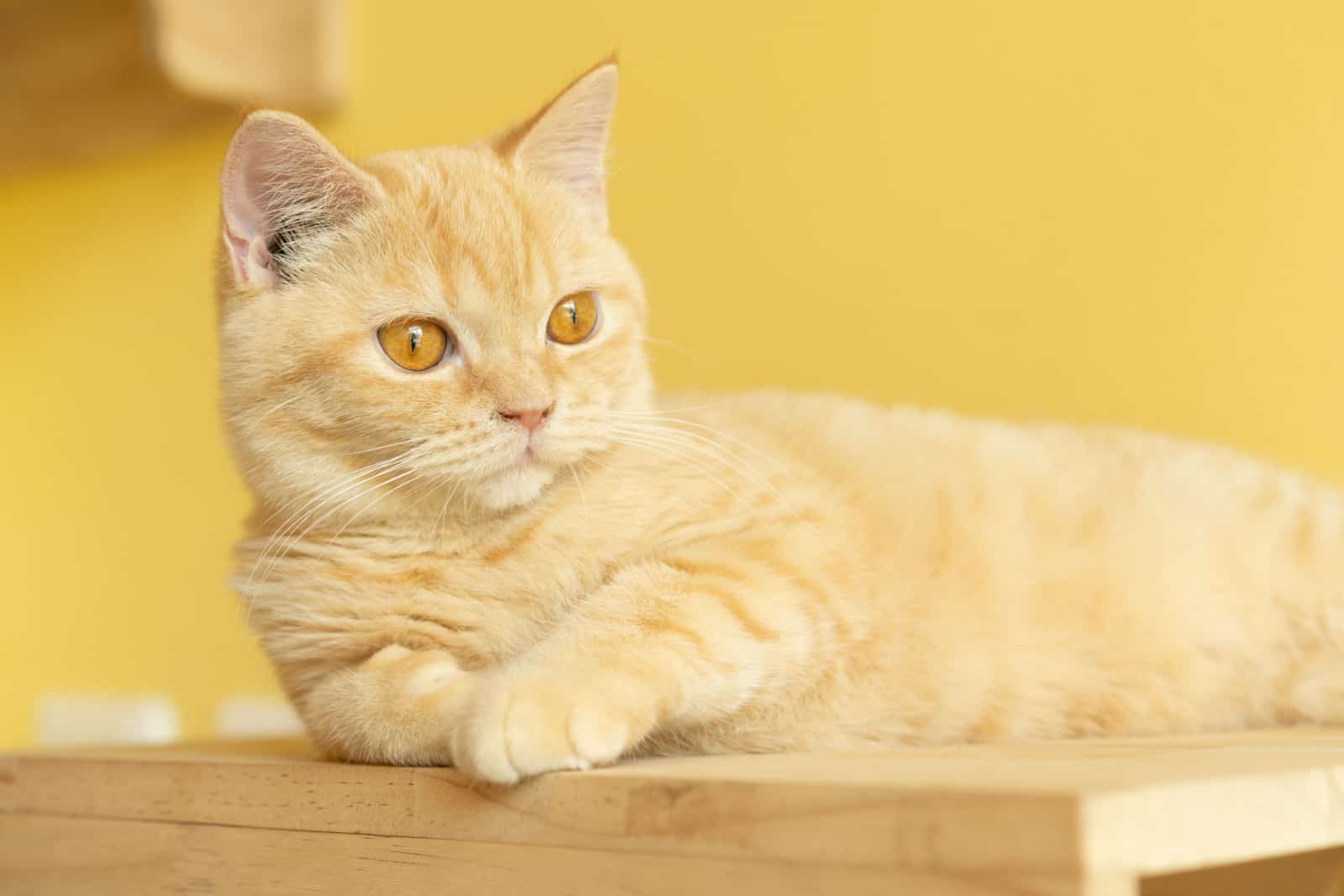 cute orange Munchkin cat looking around with yellow background