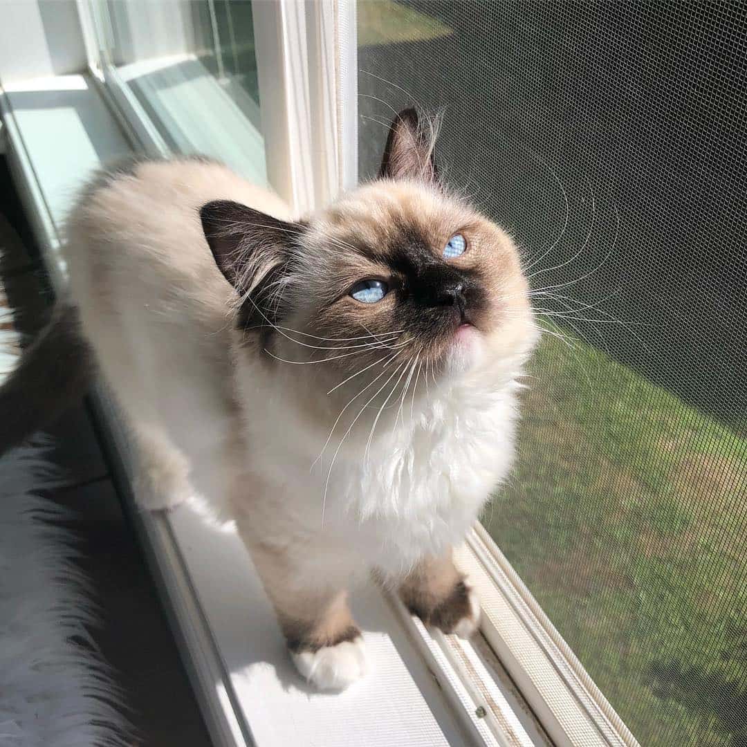 cute ragdoll cat with blue eyes and curly whiskers