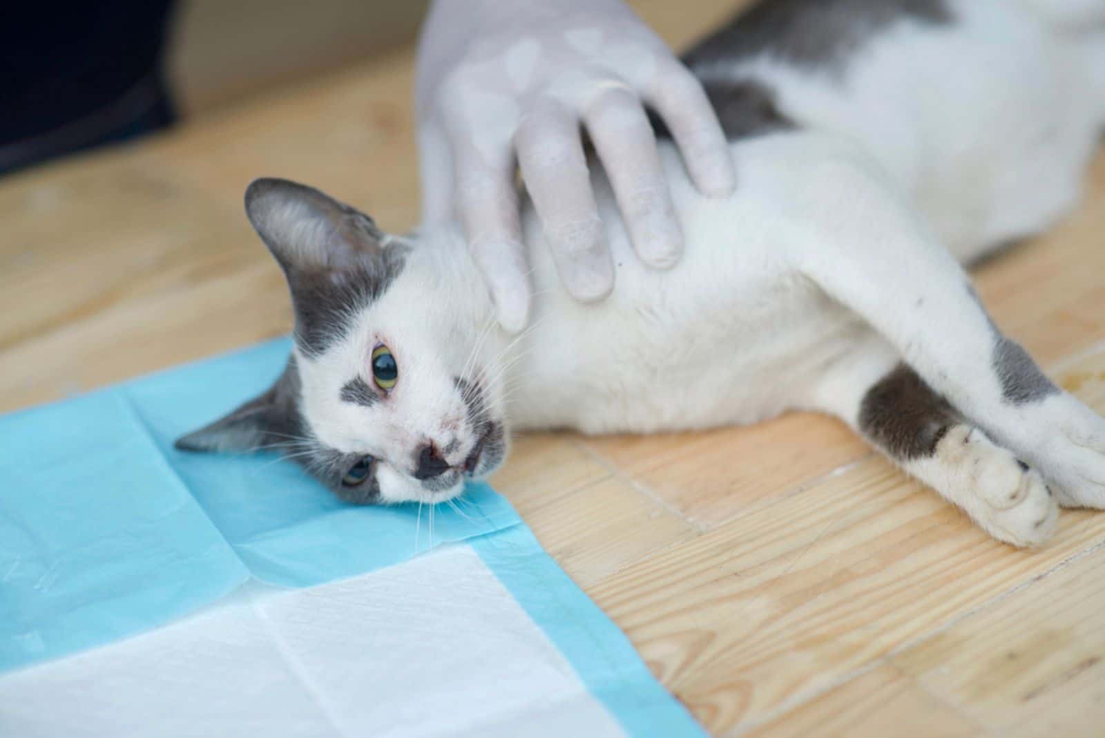 dead cat at the vet