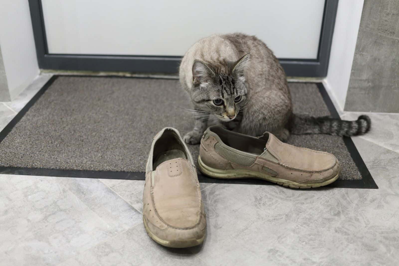 domestic cat sniffs beige shoes