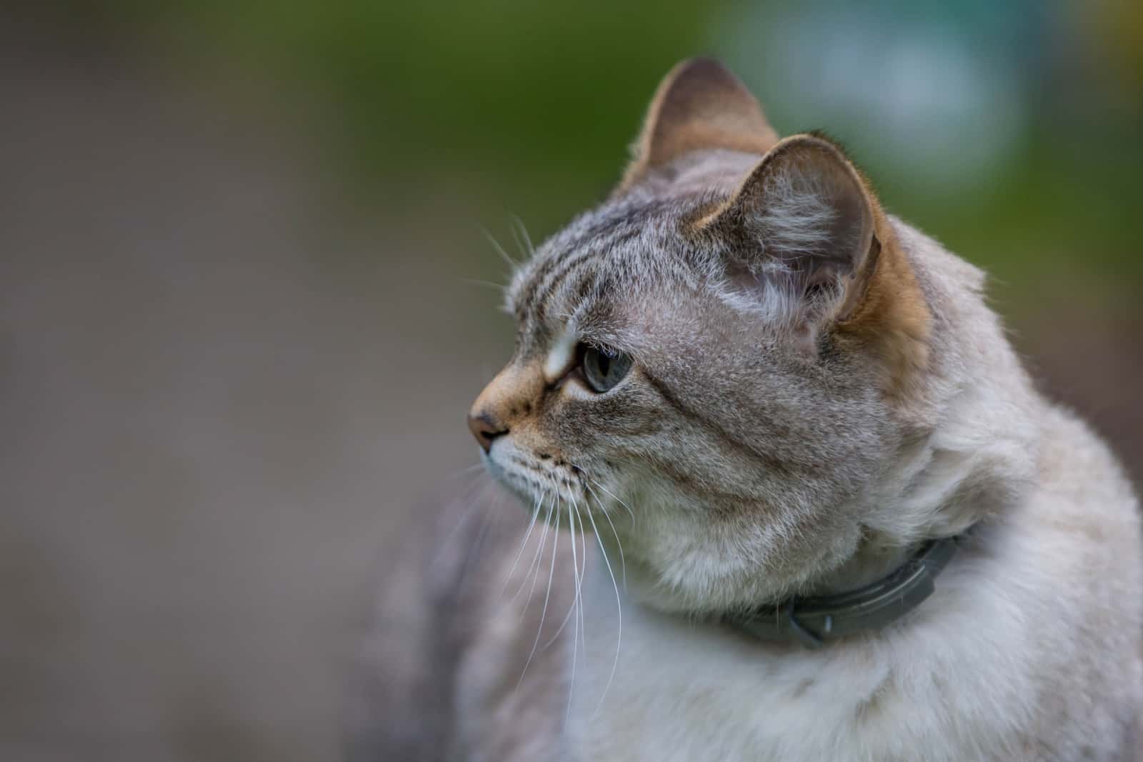 domestic tabby cat wearing a flea and tick collar