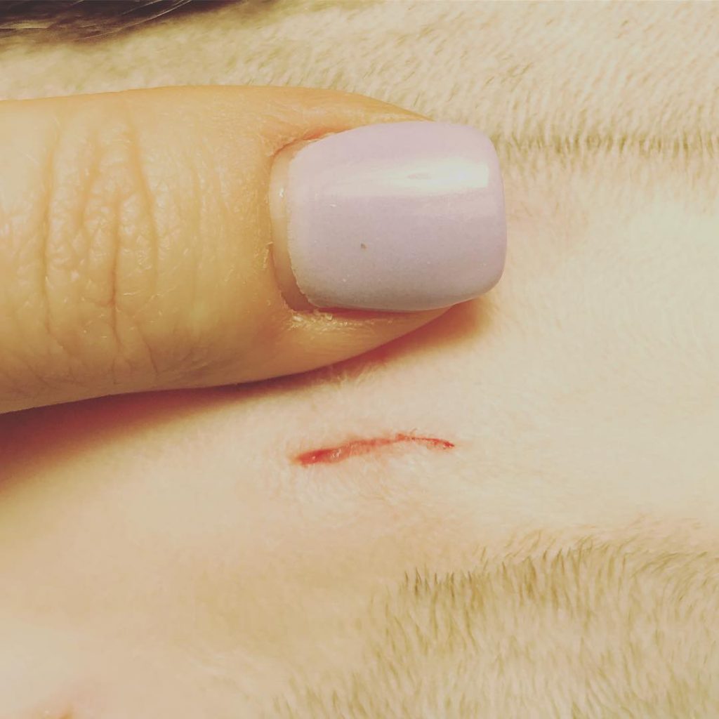 8 Signs of Infection After Neutering A Cat Spot Them Quickly