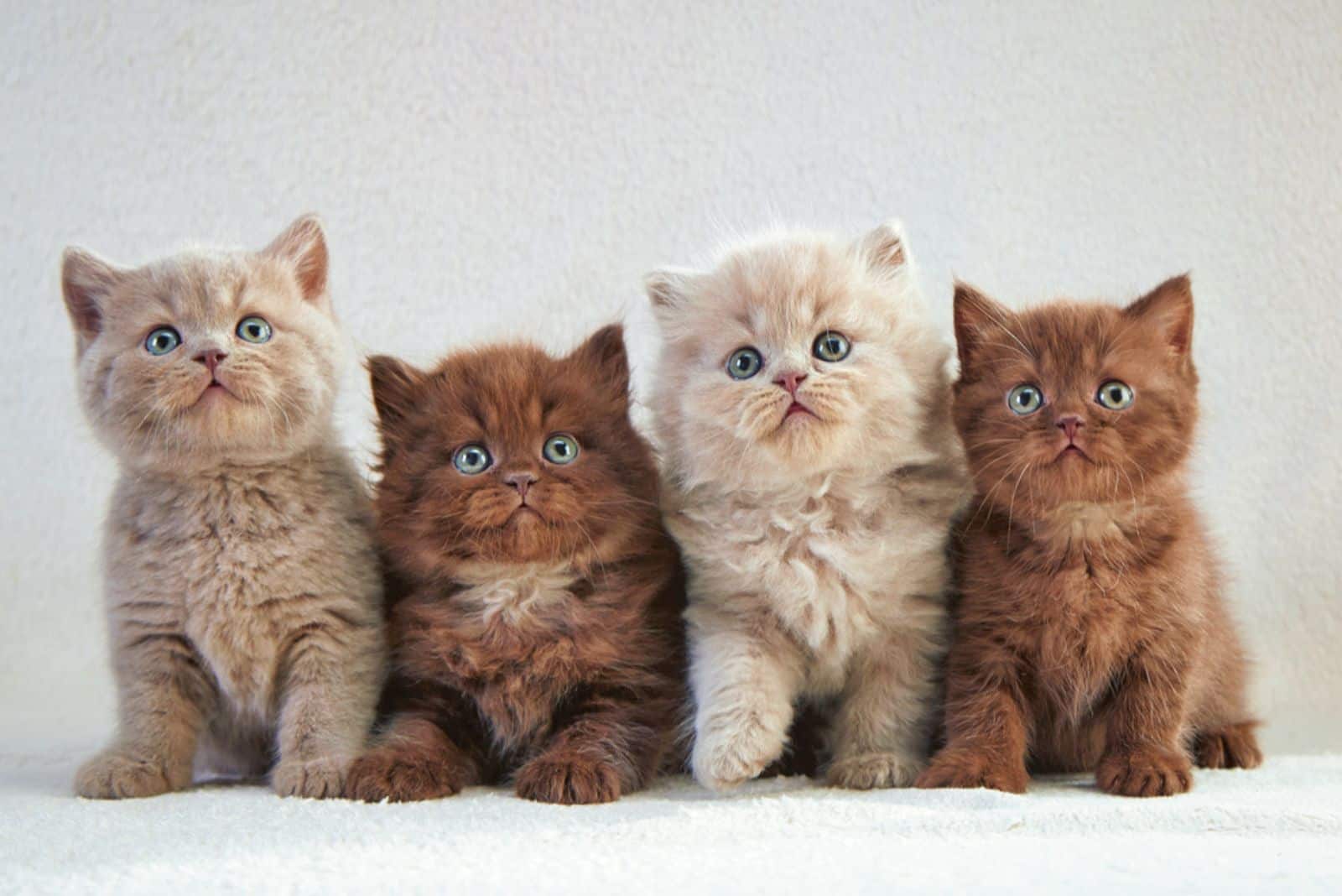 four various british kittens sitting on beige plaid