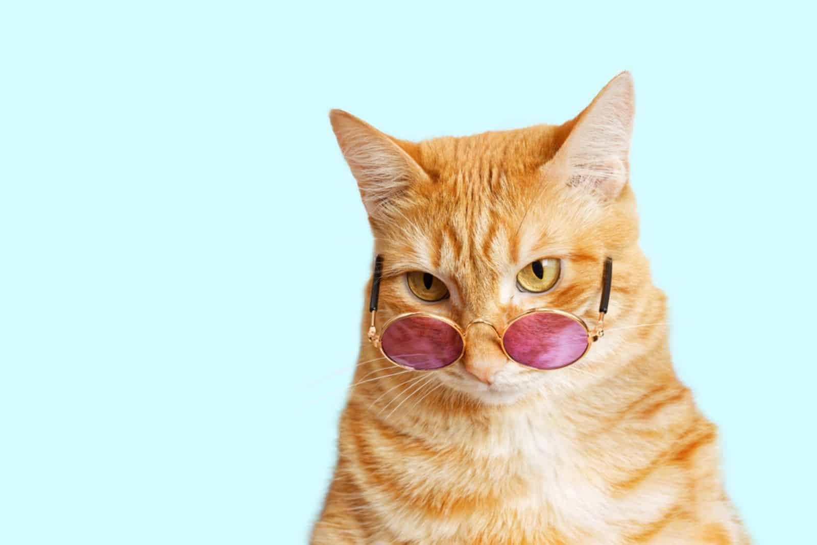 funny ginger cat wearing sunglasses