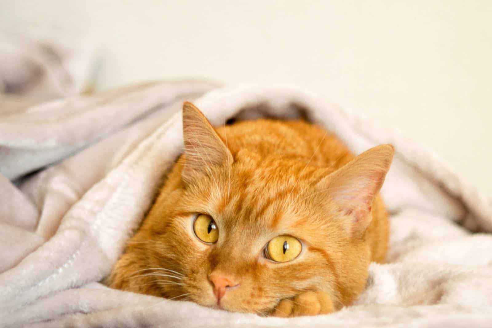 funny ginger cat with yellow eyes looking at the camera