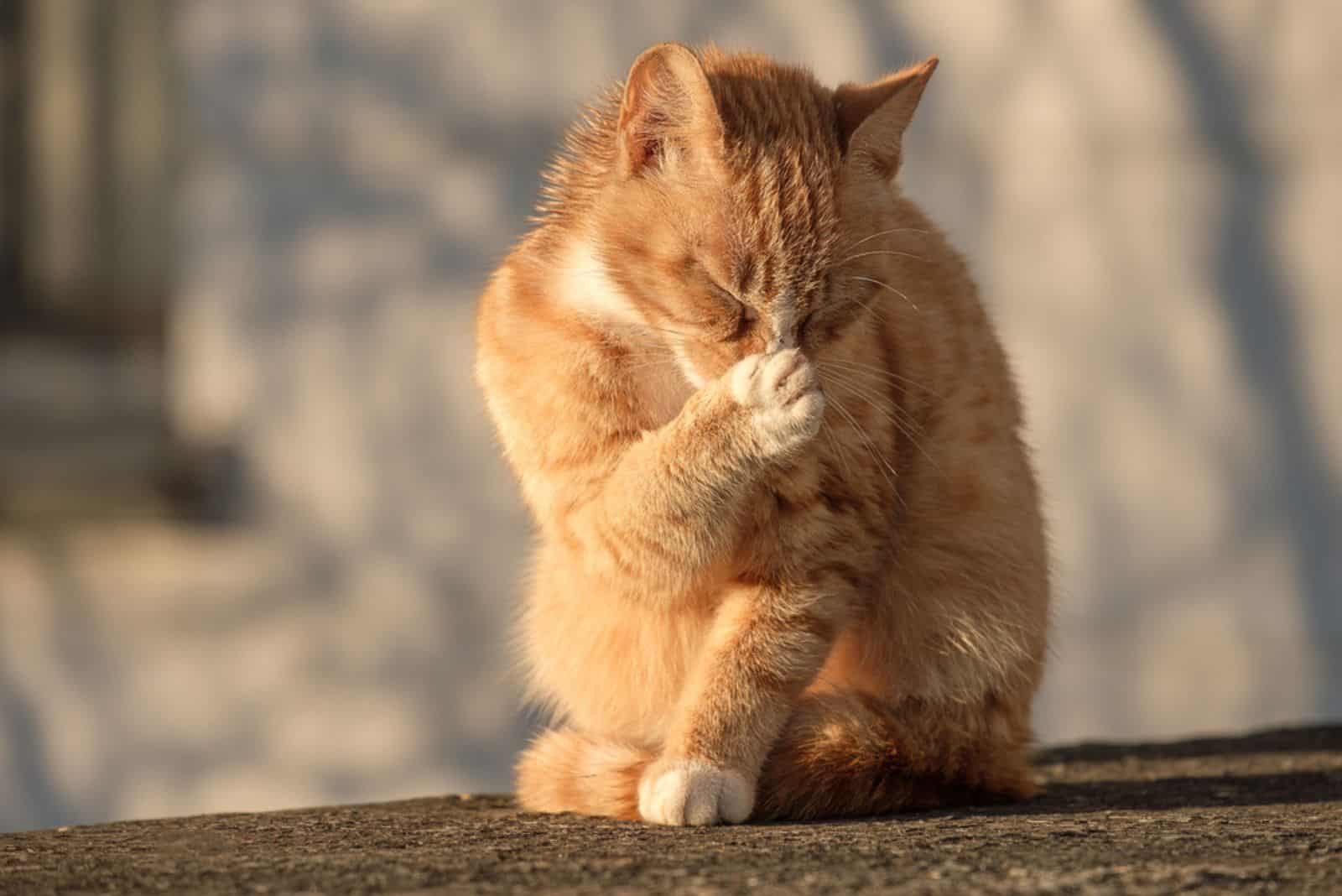 ginger cat covered his nose with his paw