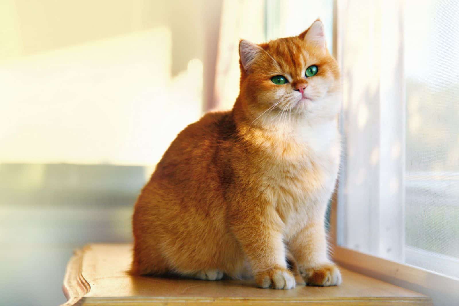 ginger cat garfield sitting on window shell