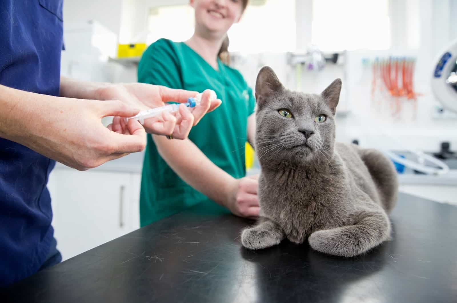 grey cat getting injectable antibiotic