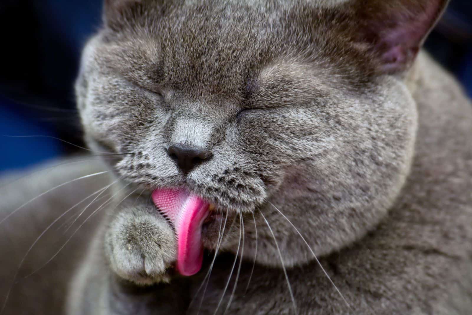 grey cat licking his paw