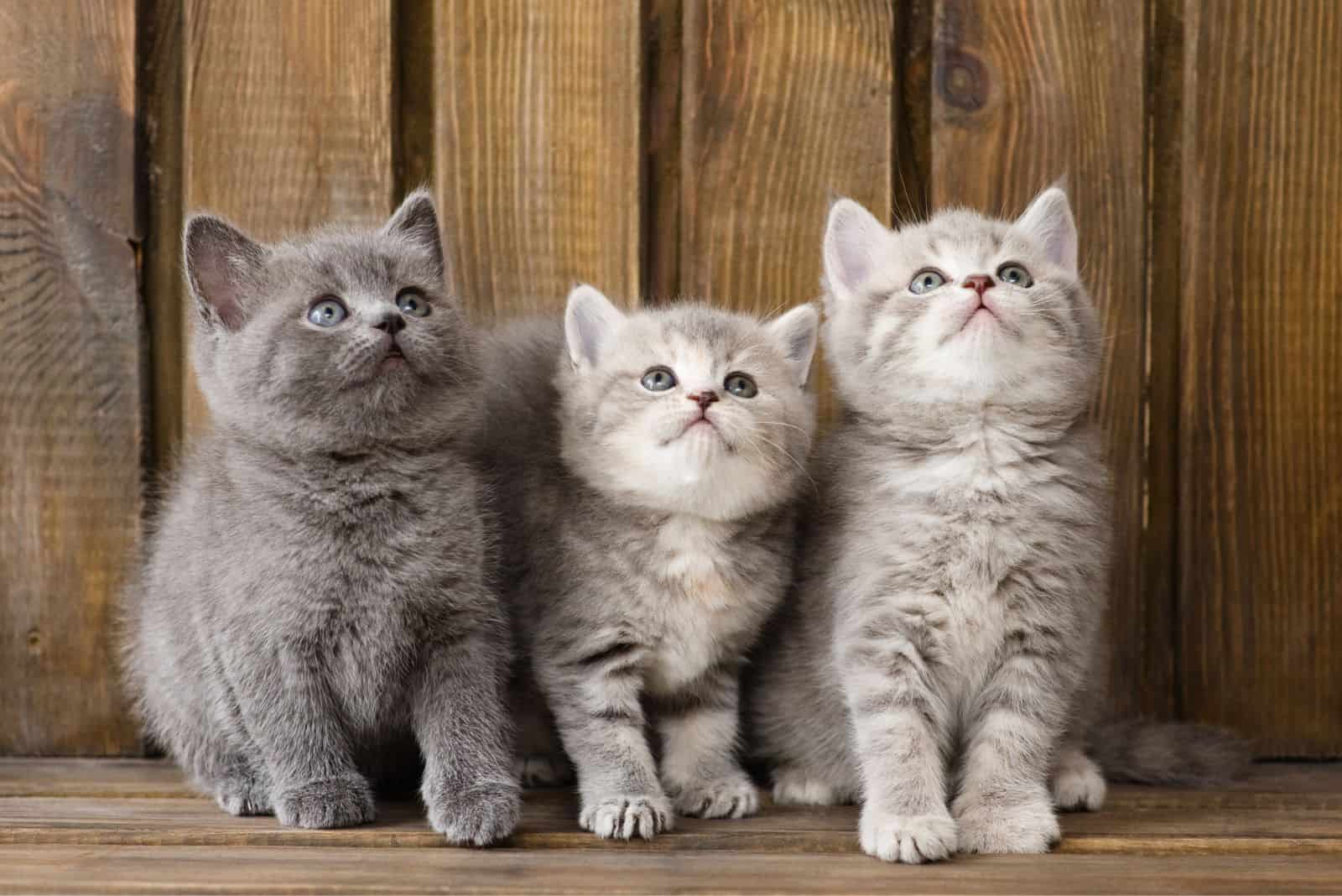 group british shorthair kittens looking up