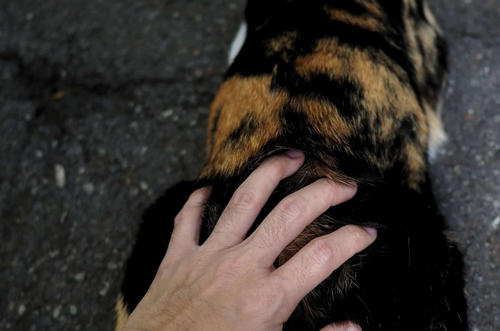 hand on cat