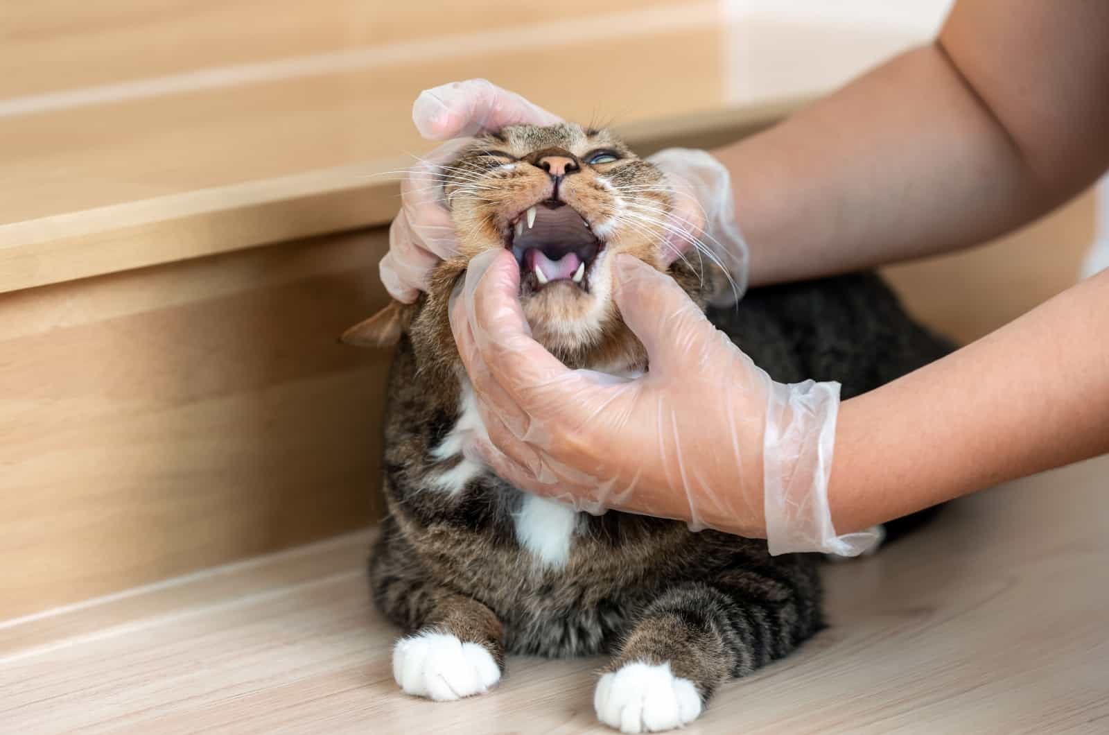 hand opening cat's mouth