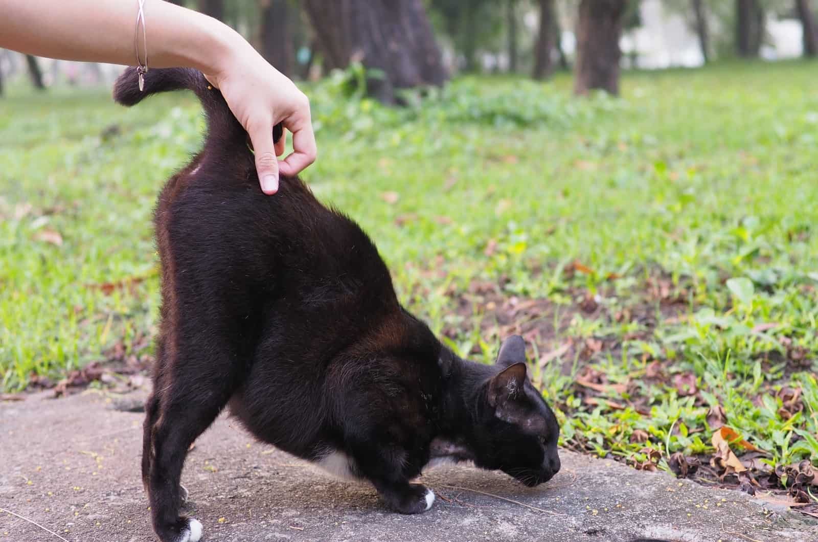 hand petting cat's behind
