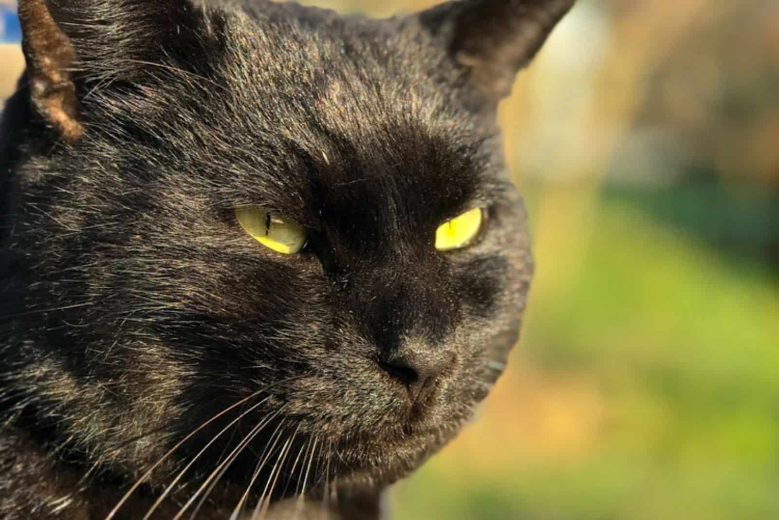 head of black tabby cat