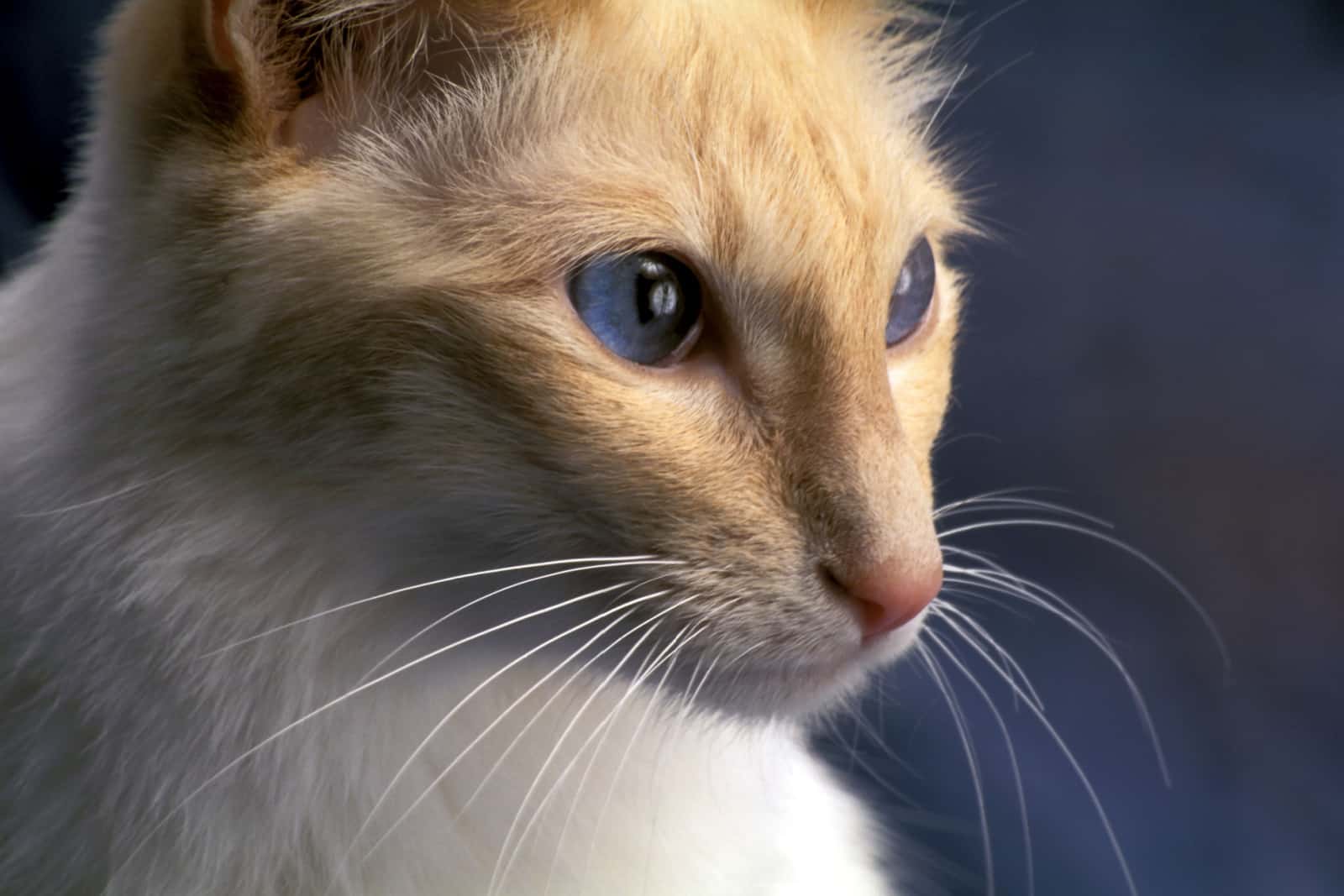 head shot of a white and yellow balinese cat with deep blue eyes