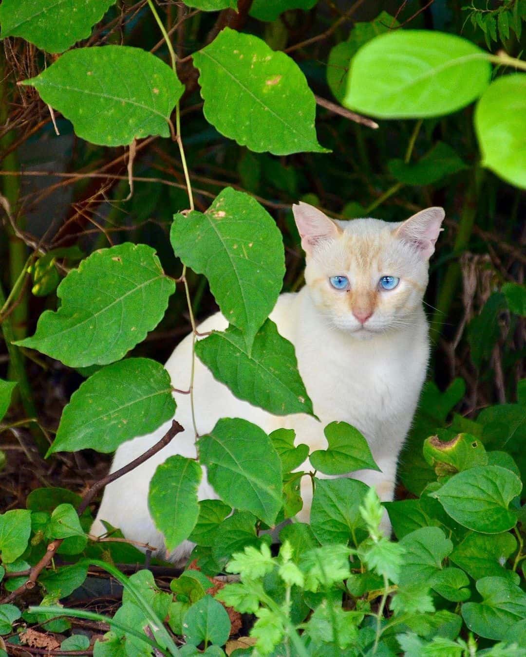 japanese bobtail cat surrounded by leaves