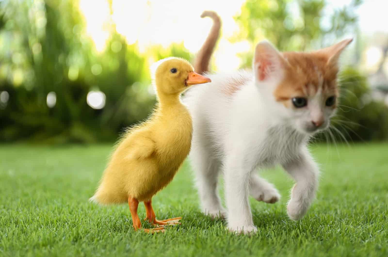kitten playing with little duck on grass